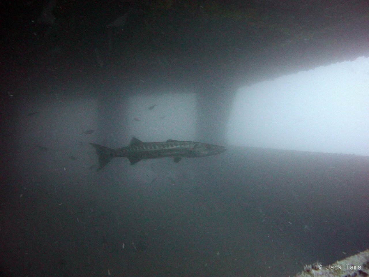 Barracuda under the Vandenberg