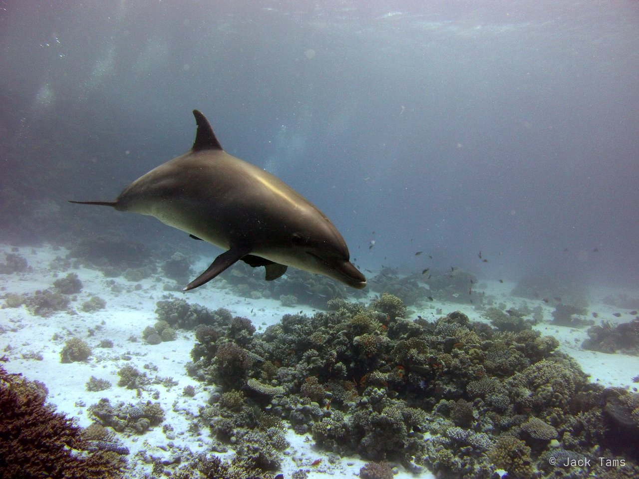 Dolphin House