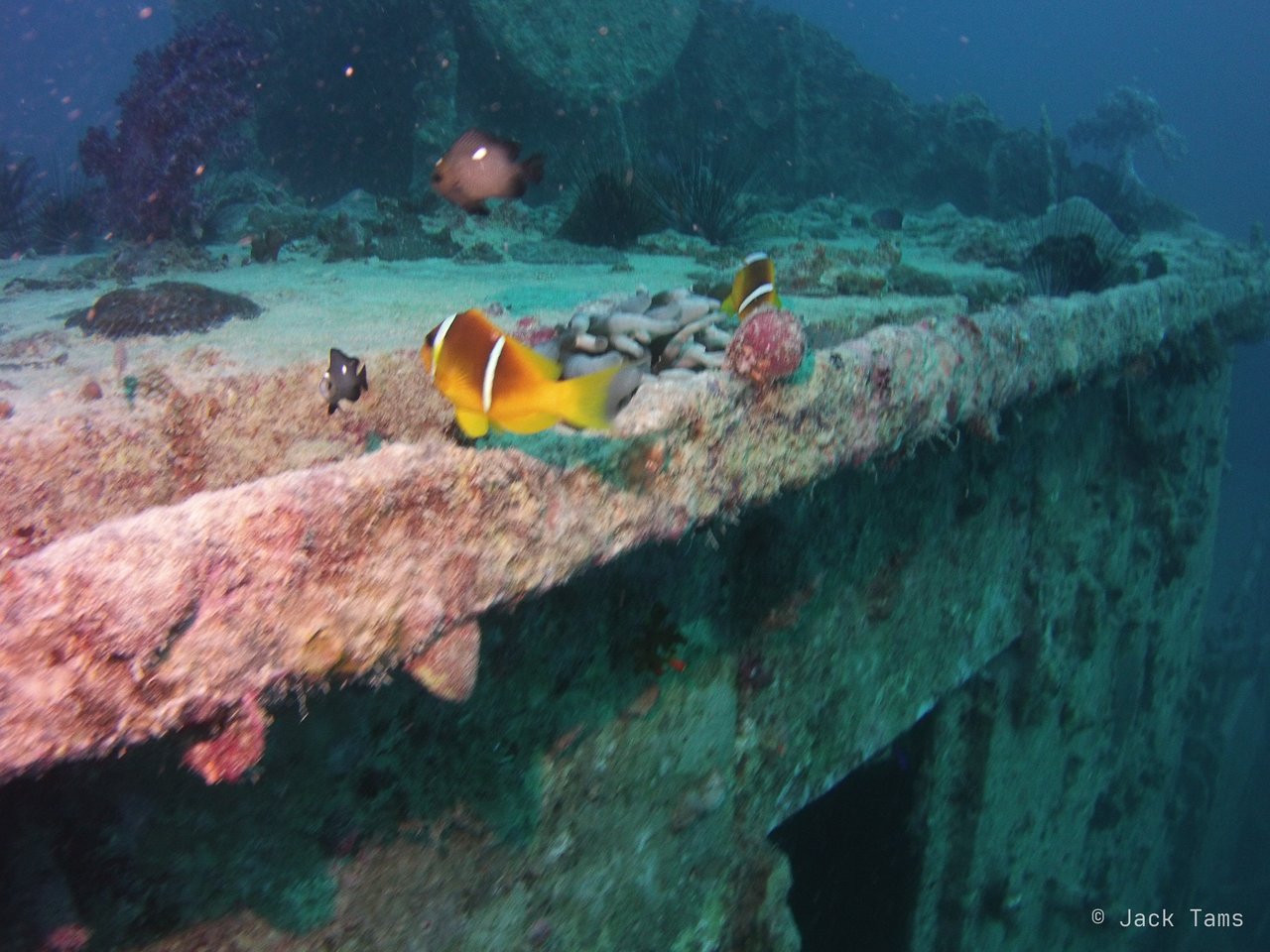Anemonefish on the Rosalie