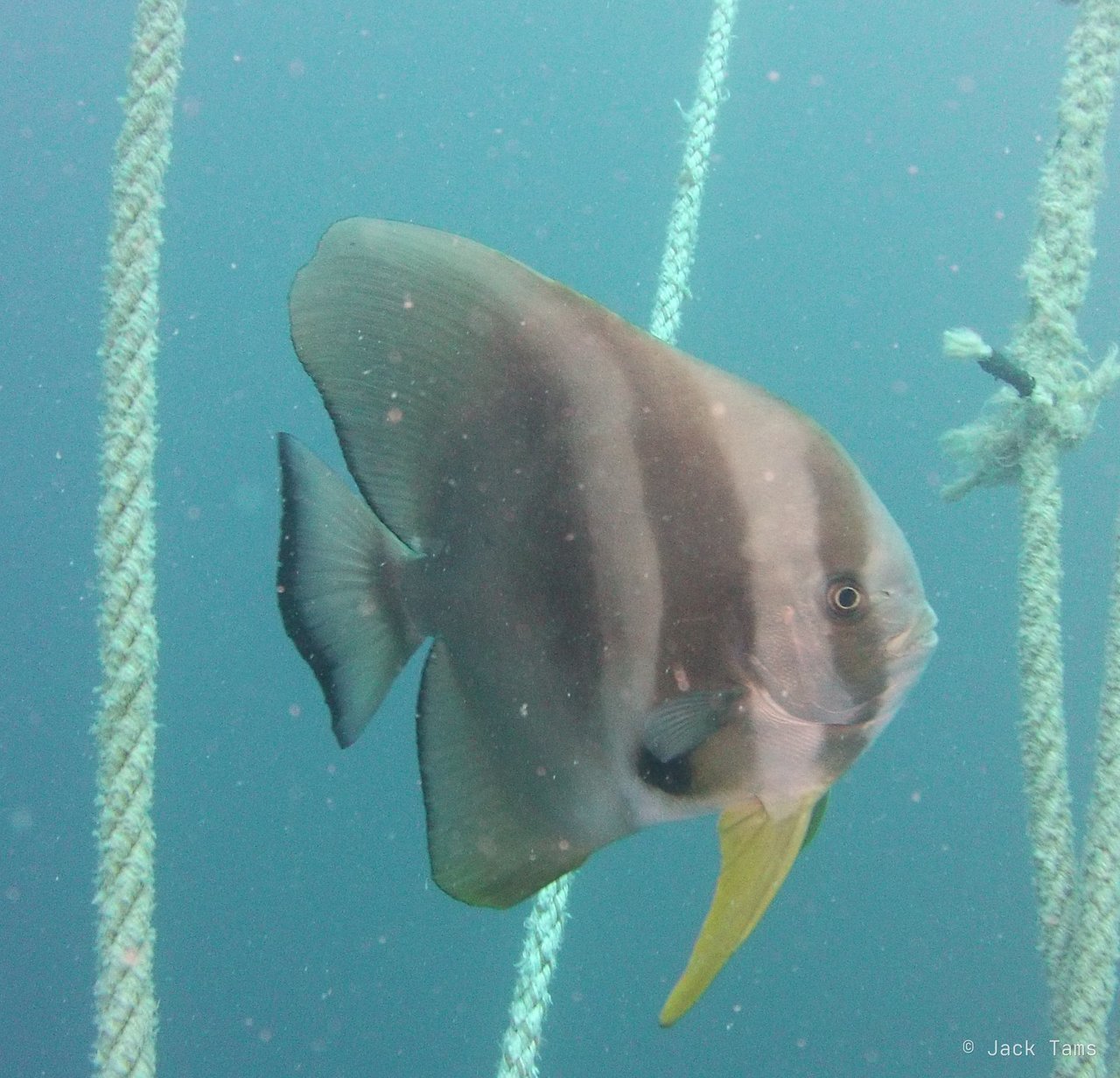 Batfish on the line