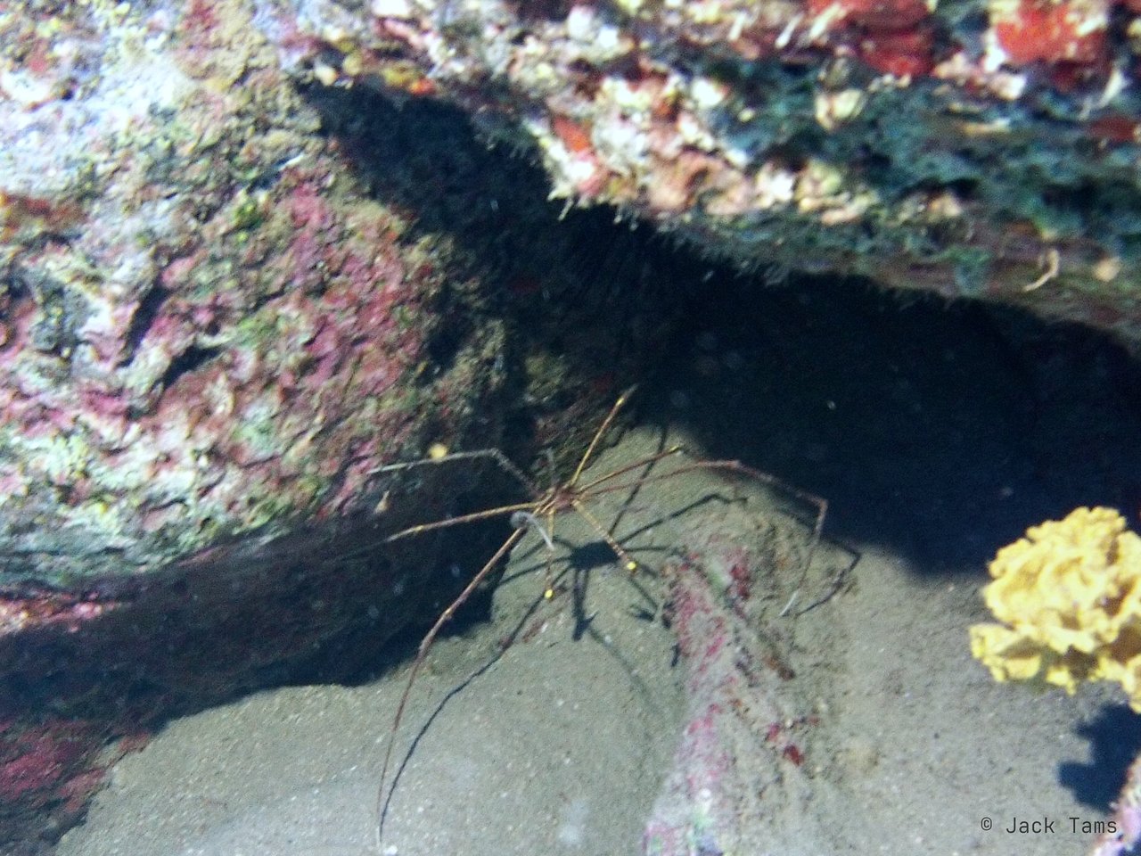Arrow crab