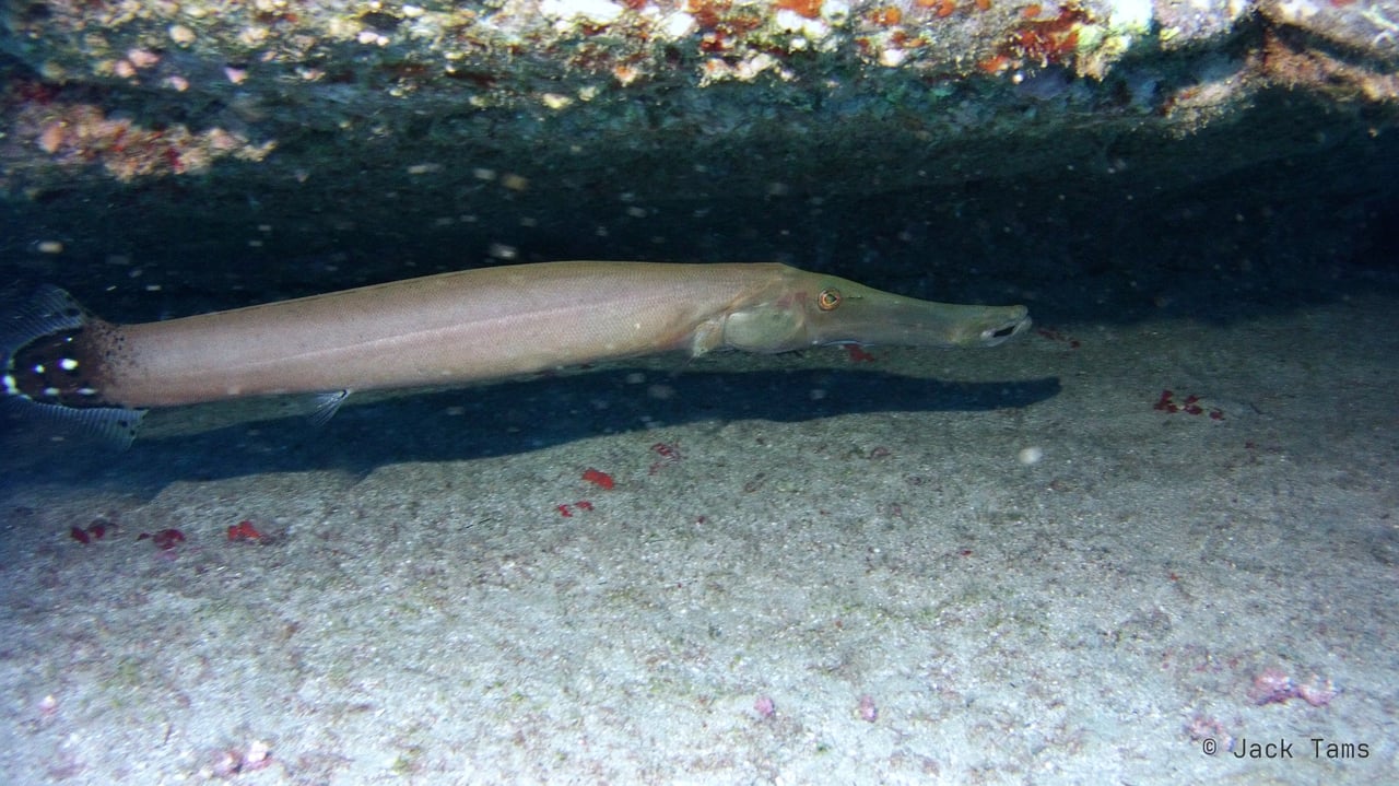 Trumpetfish under the ledge