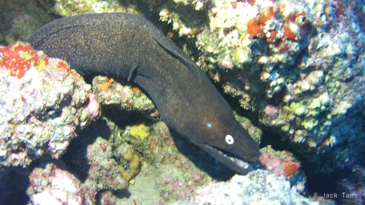 Brown moray