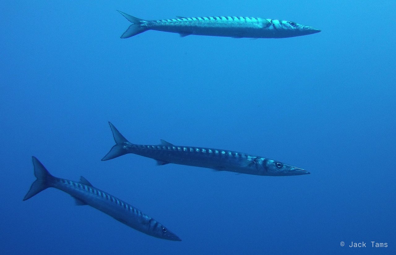 Barracuda trio