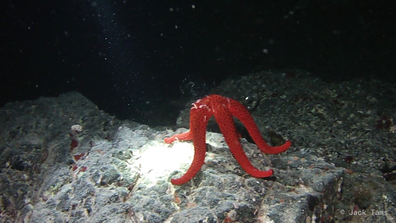 Red sea star at night