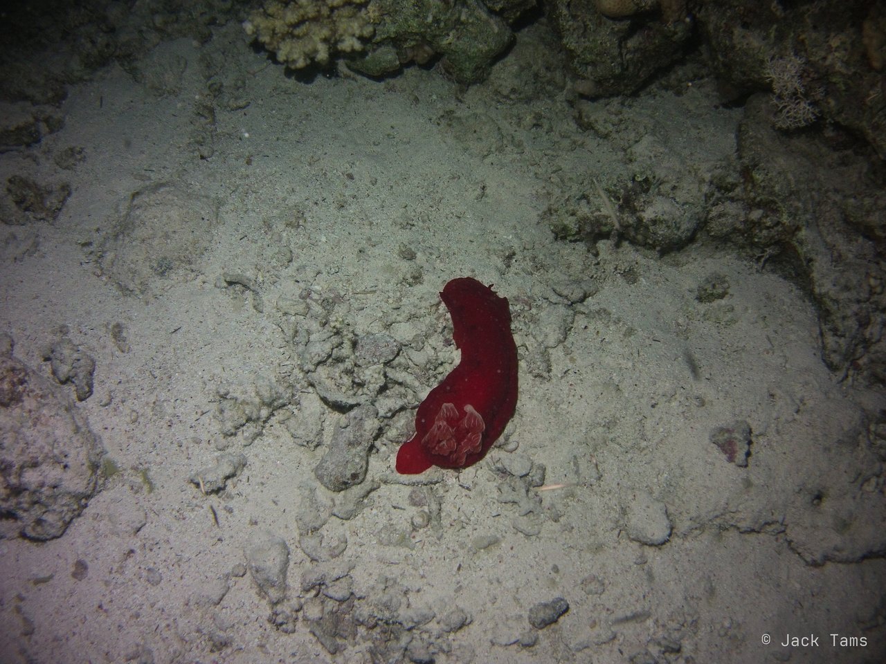 Spanish dancer