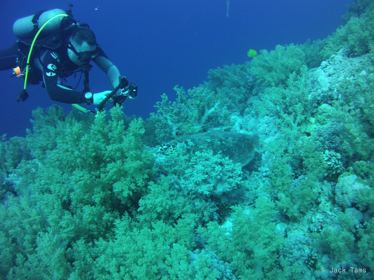 Soft-coral garden