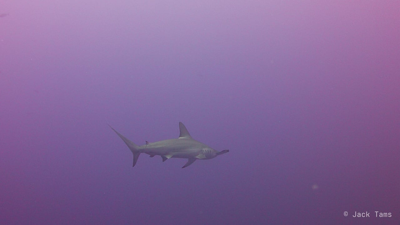 Hammerhead