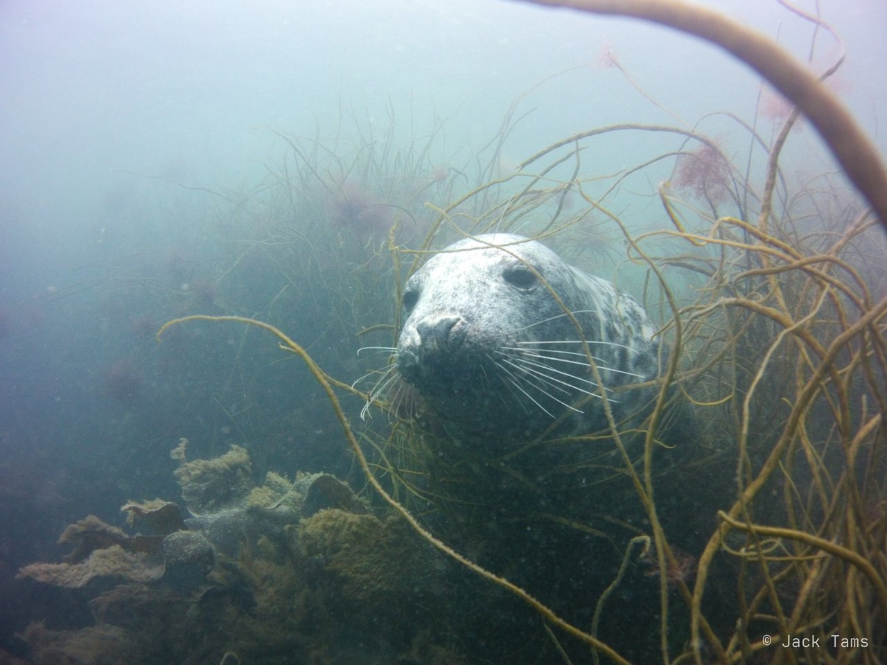 A grey seal peering through the kelp.