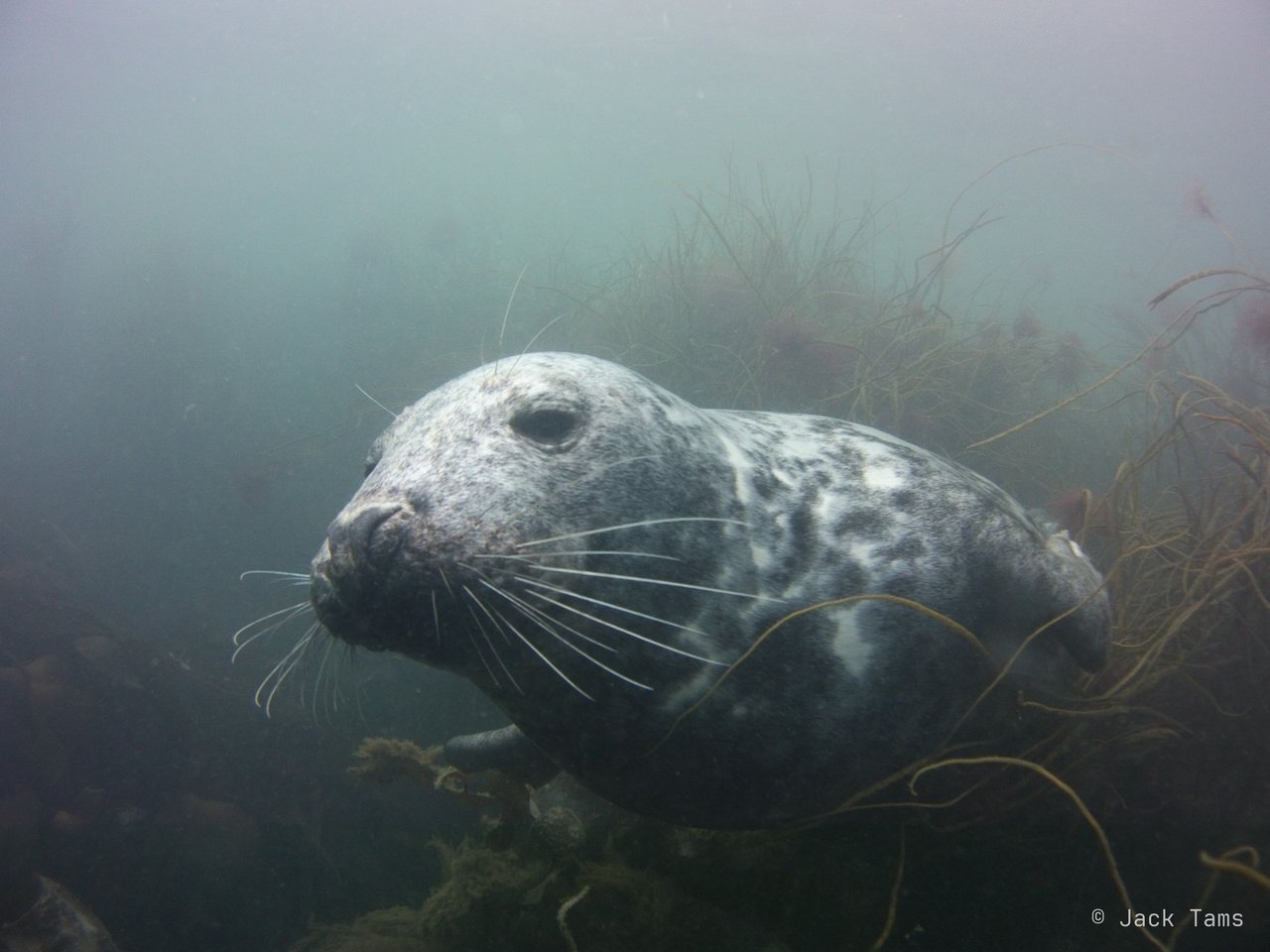 A grey seal settled in the weed, whiskers forward.