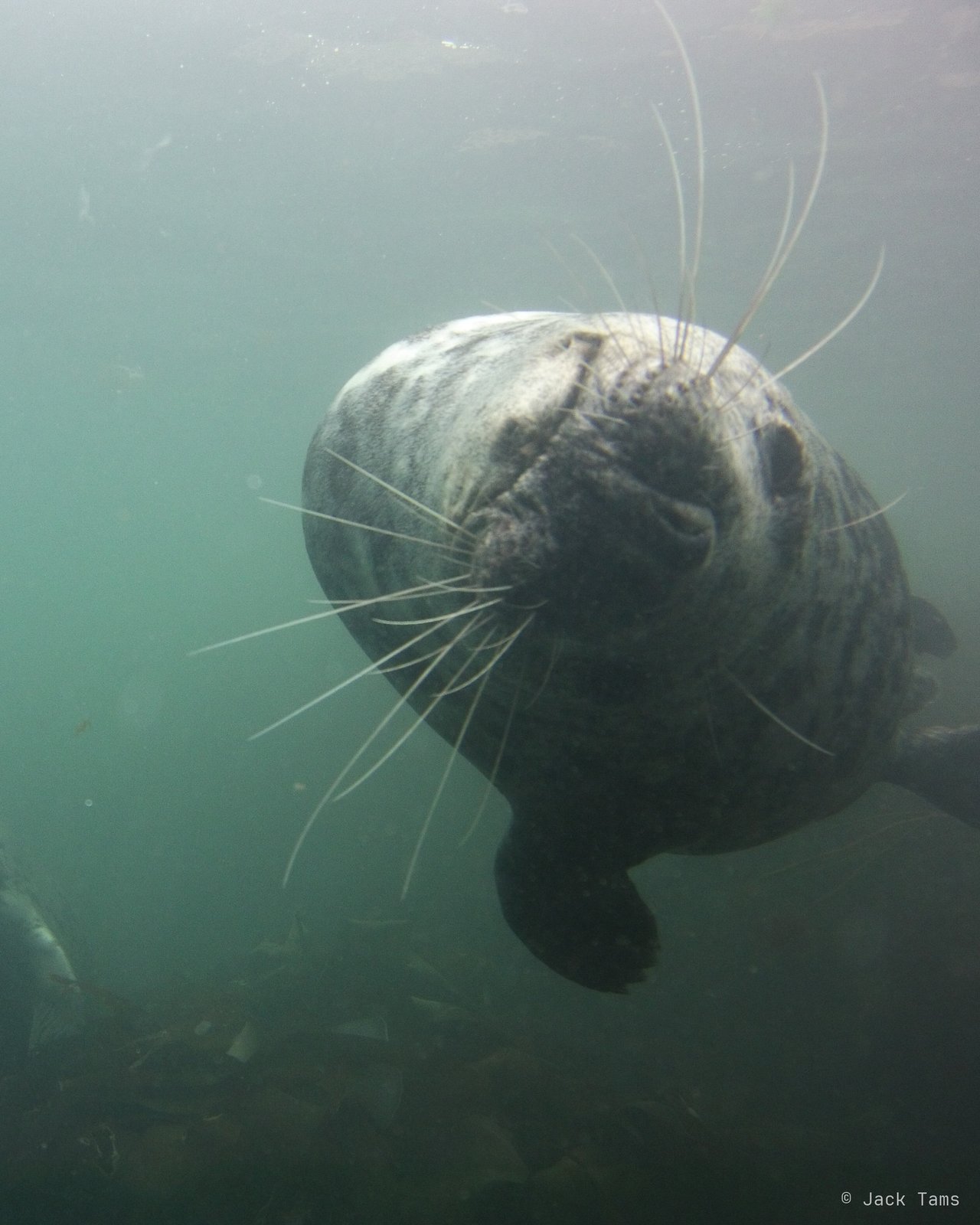 A young grey seal coming in face to face with the camera.