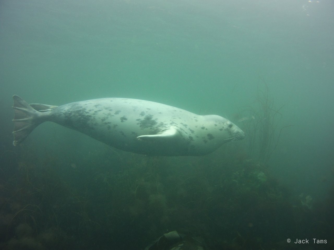 A grey seal gliding past in the green.
