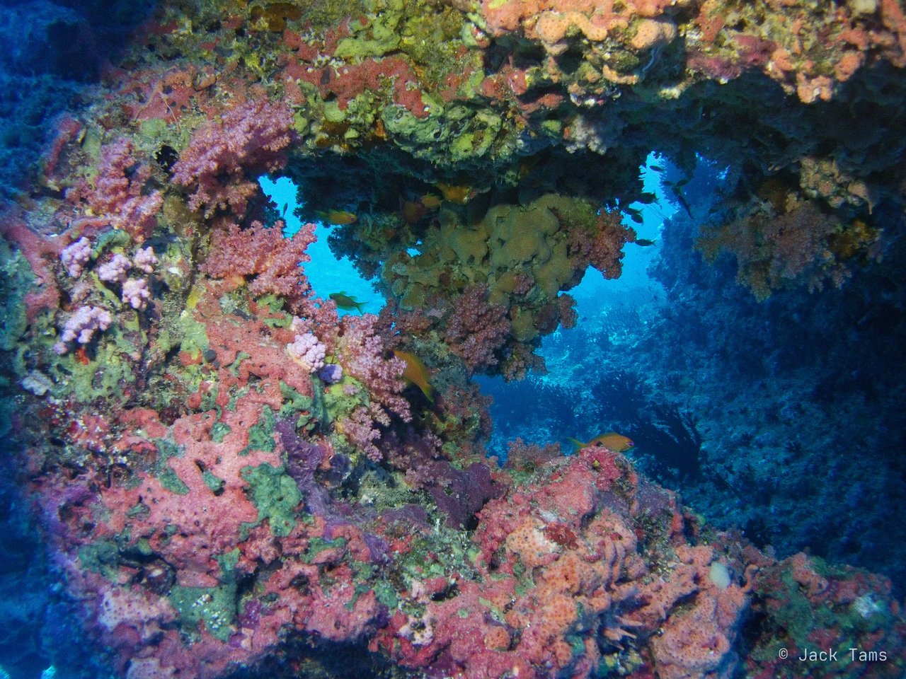 Soft-coral arch