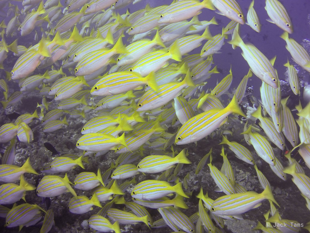 Bluestripe snappers