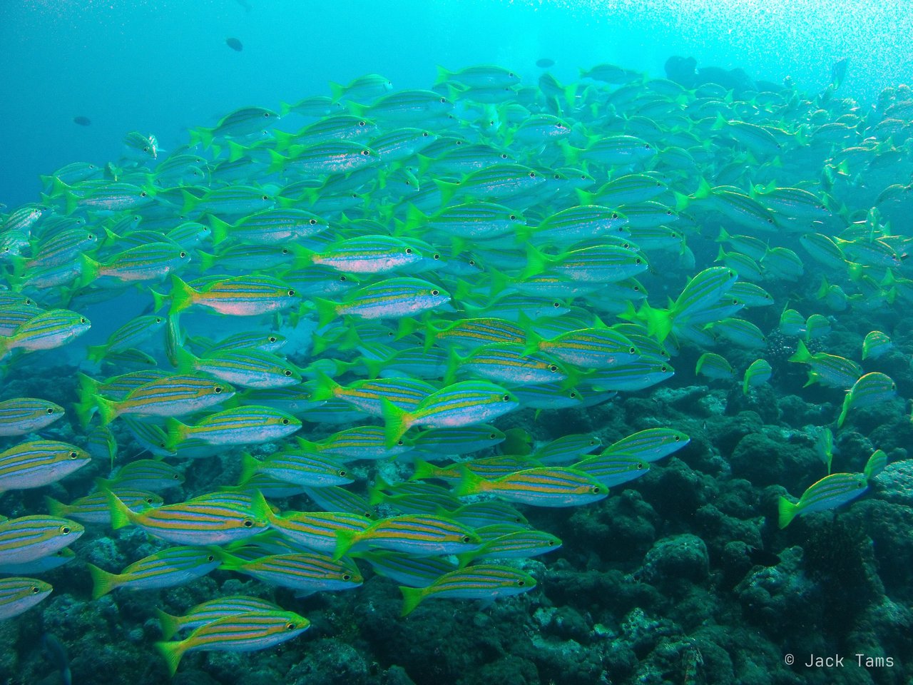 Snapper wall