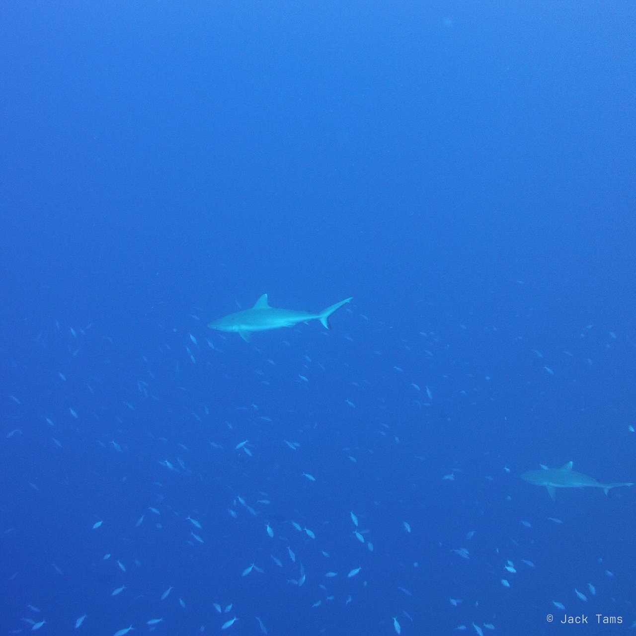 Grey reef shark
