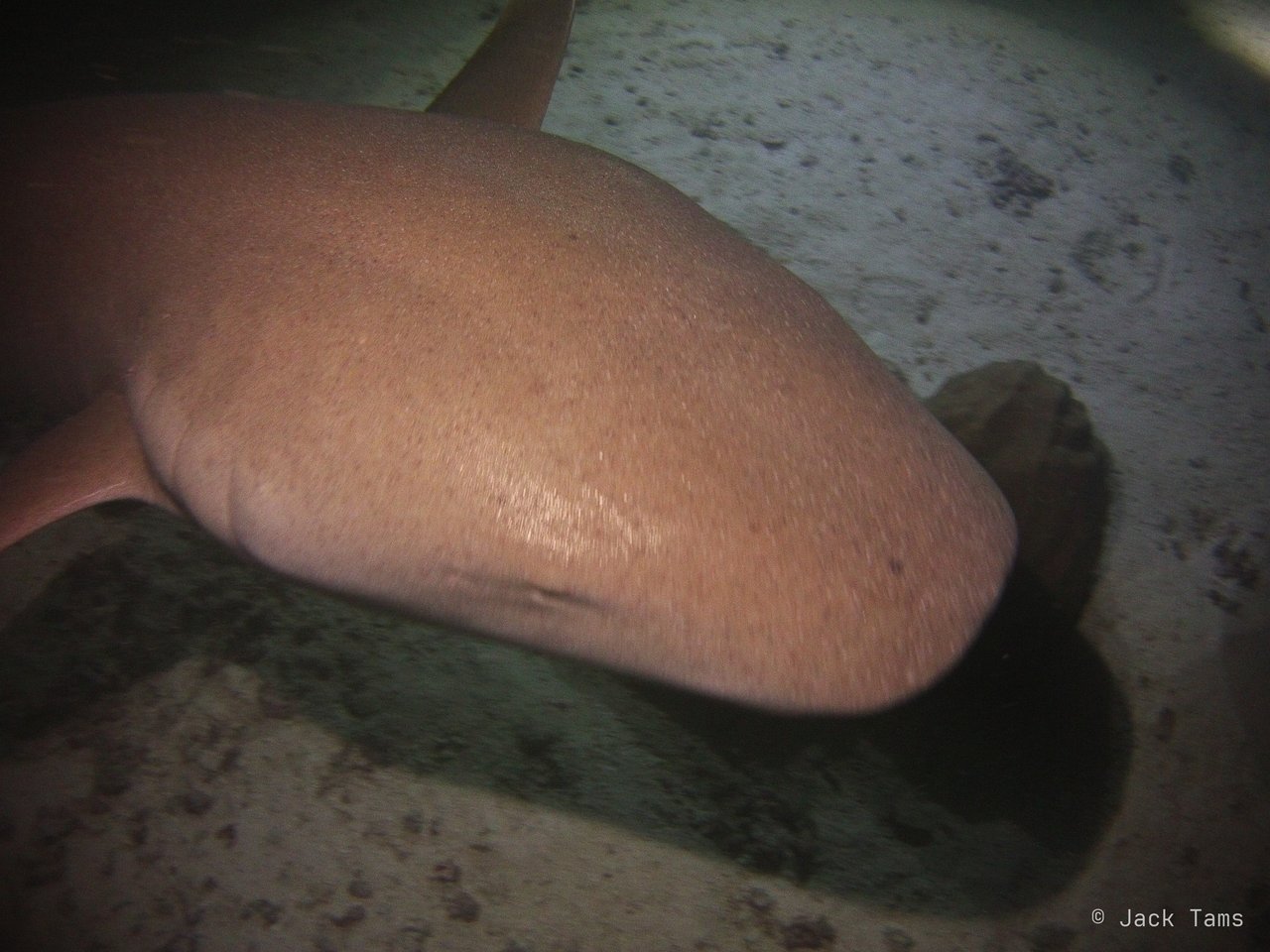 Nurse shark, close up