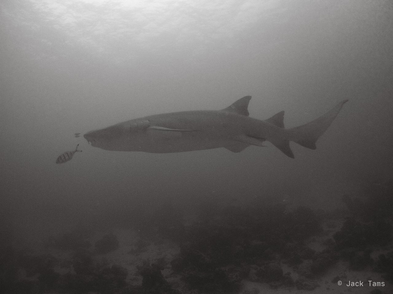 Nurse shark and jacks