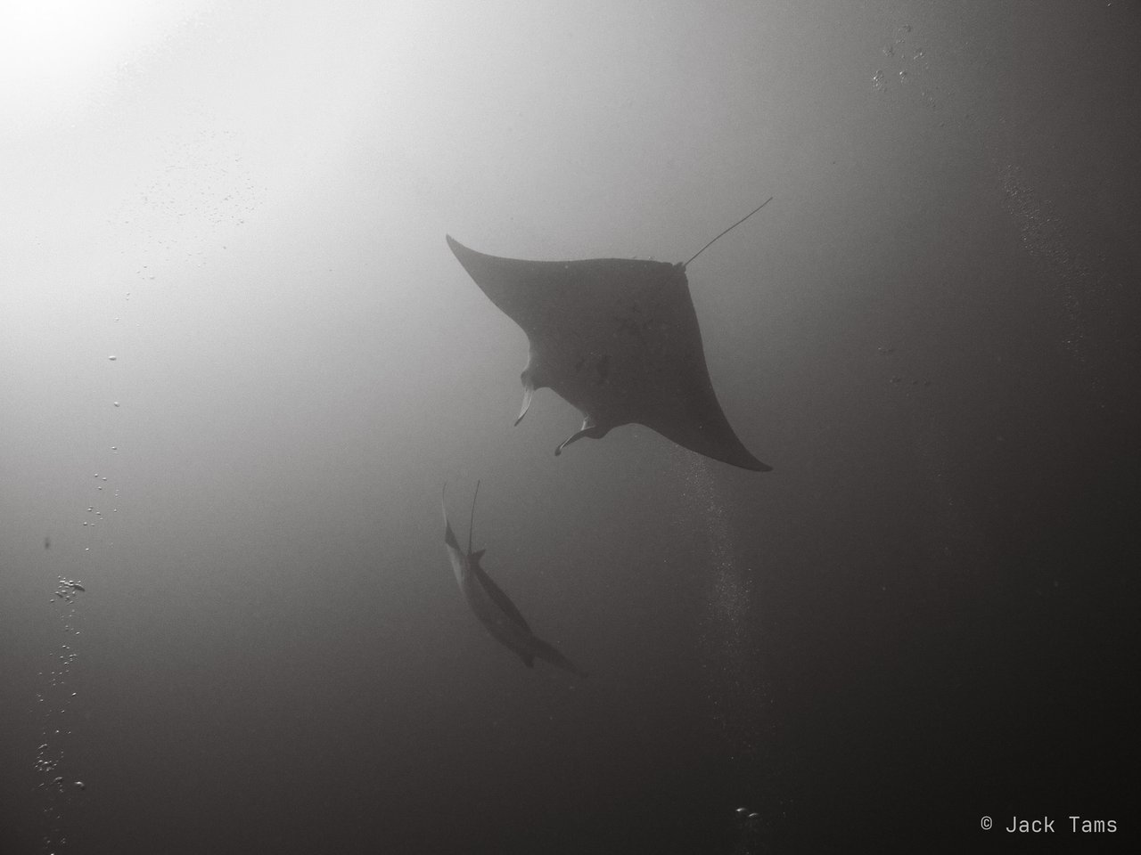 Manta at Lankan