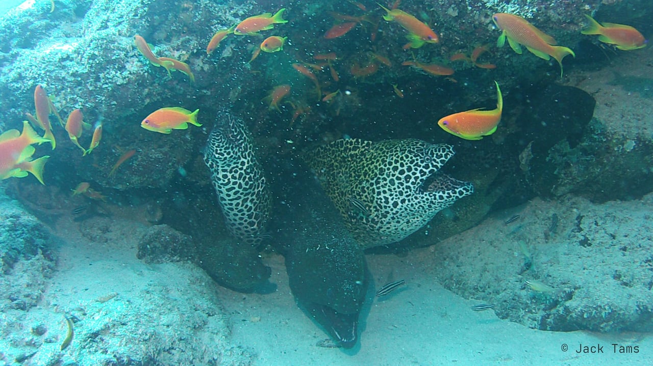 Honeycomb morays