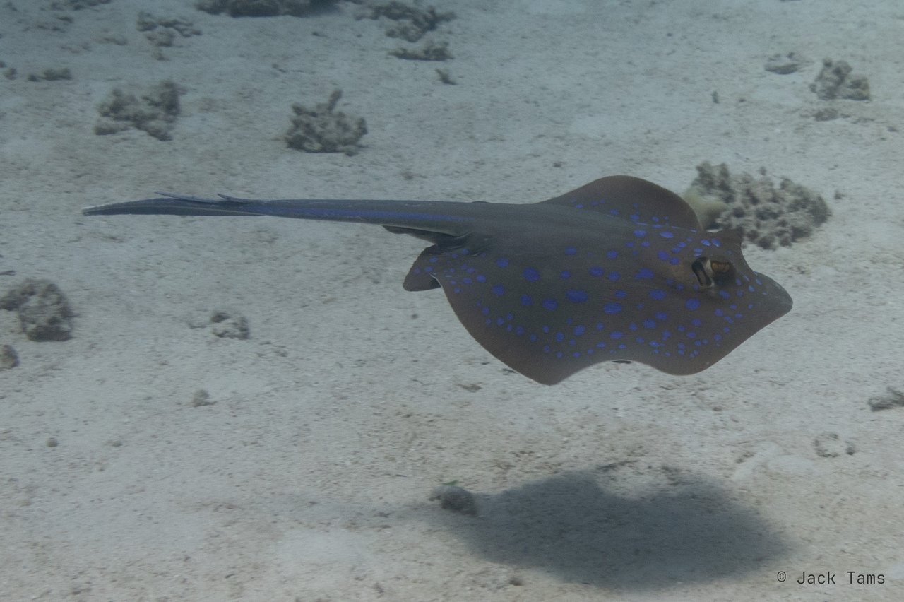 Stingray