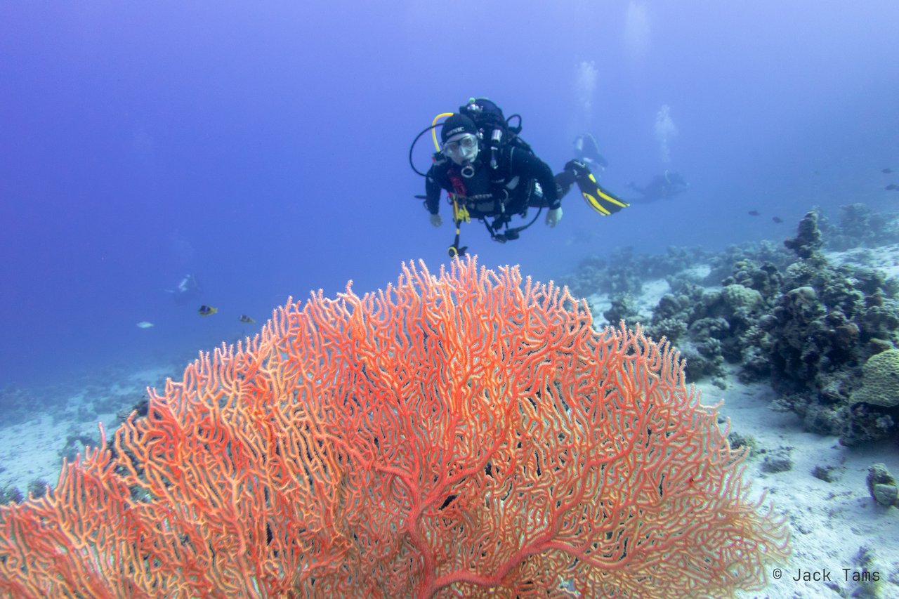 Sea fan