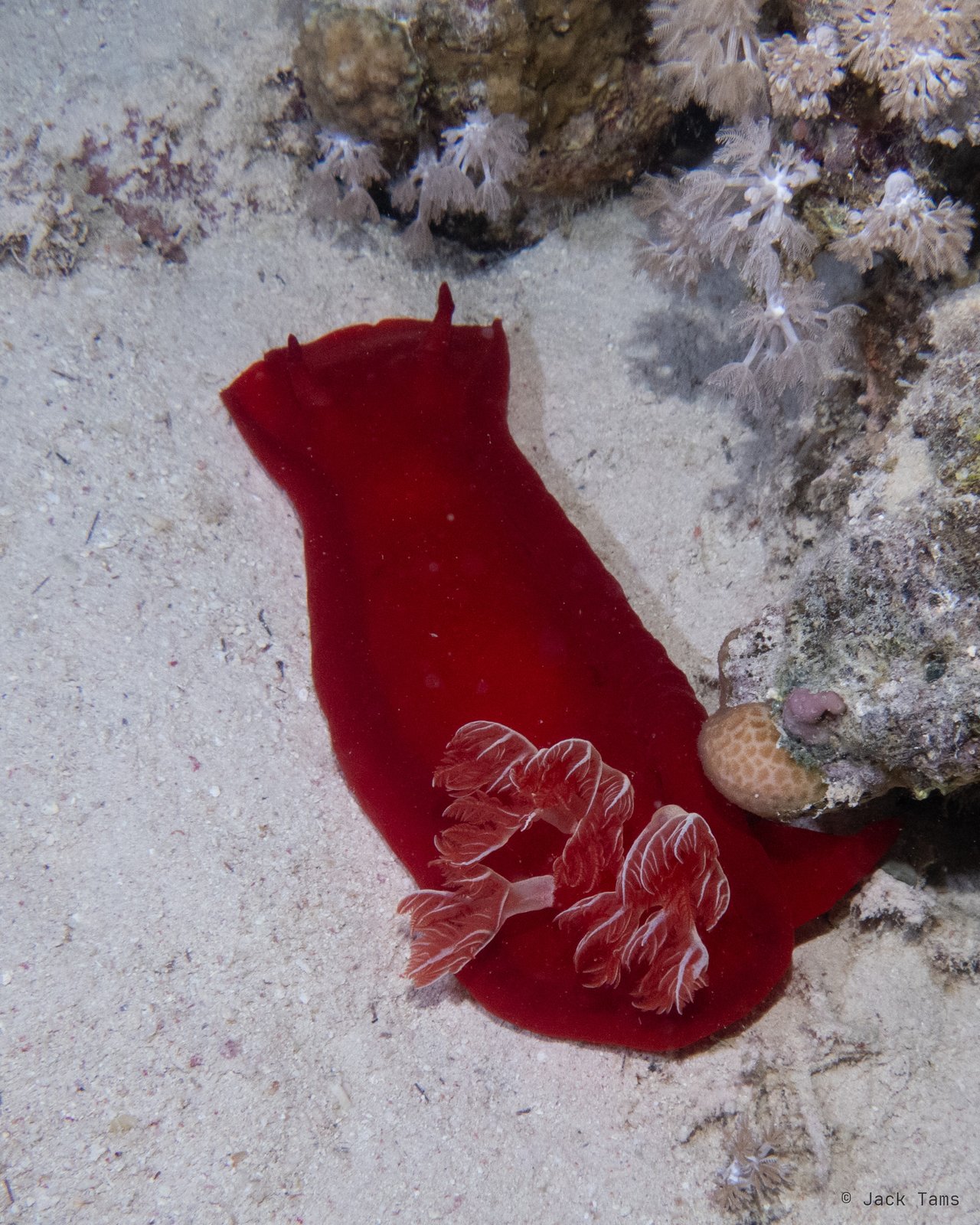 Spanish dancer