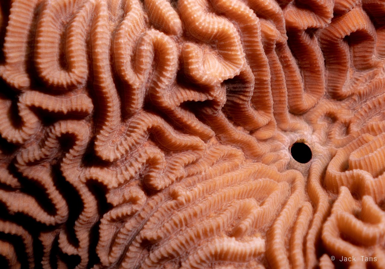 Brain coral