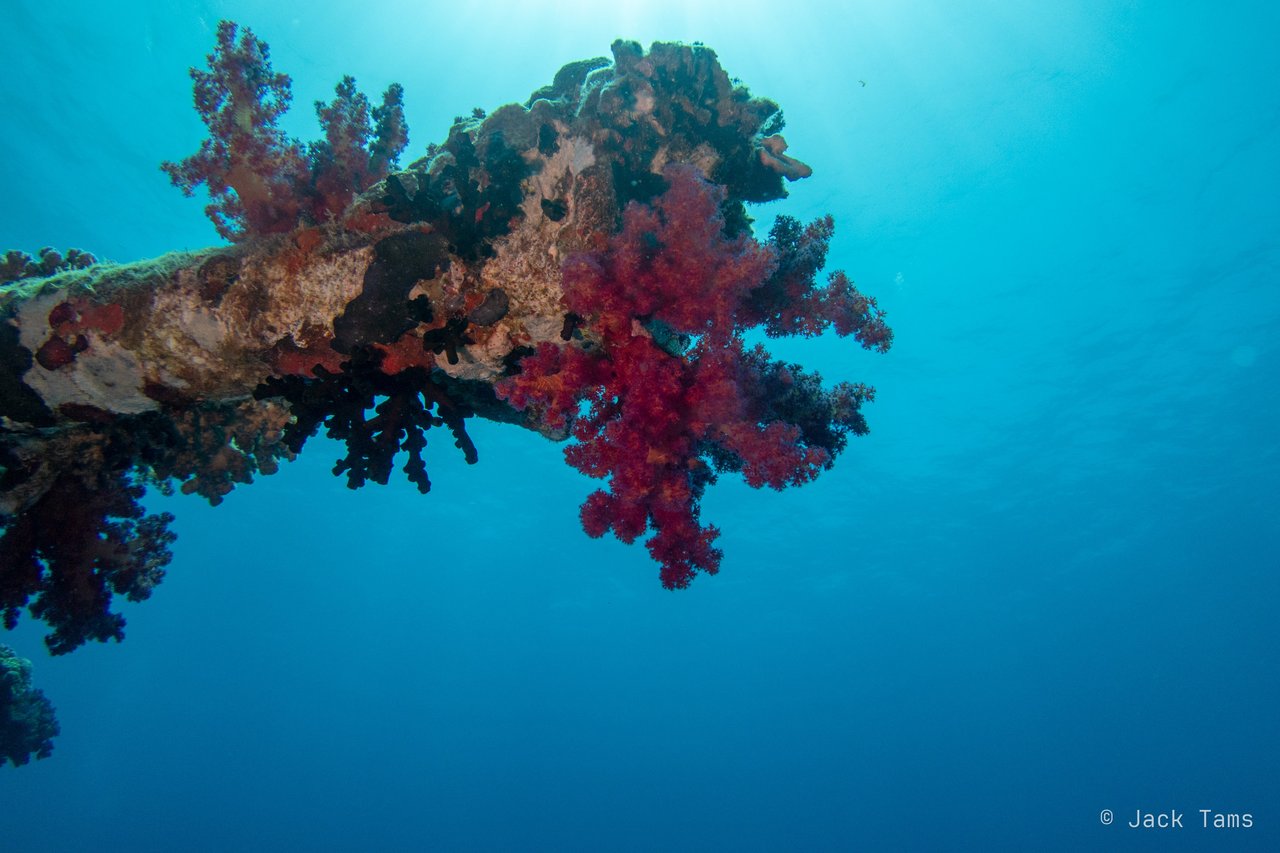 Soft coral on the wreck