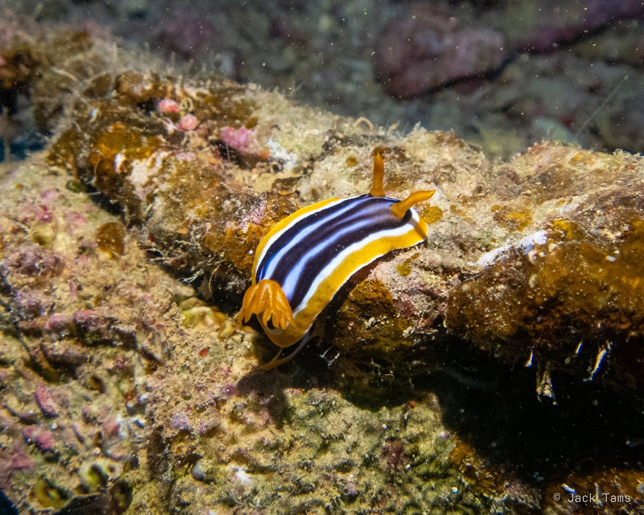 Pyjama nudibranch