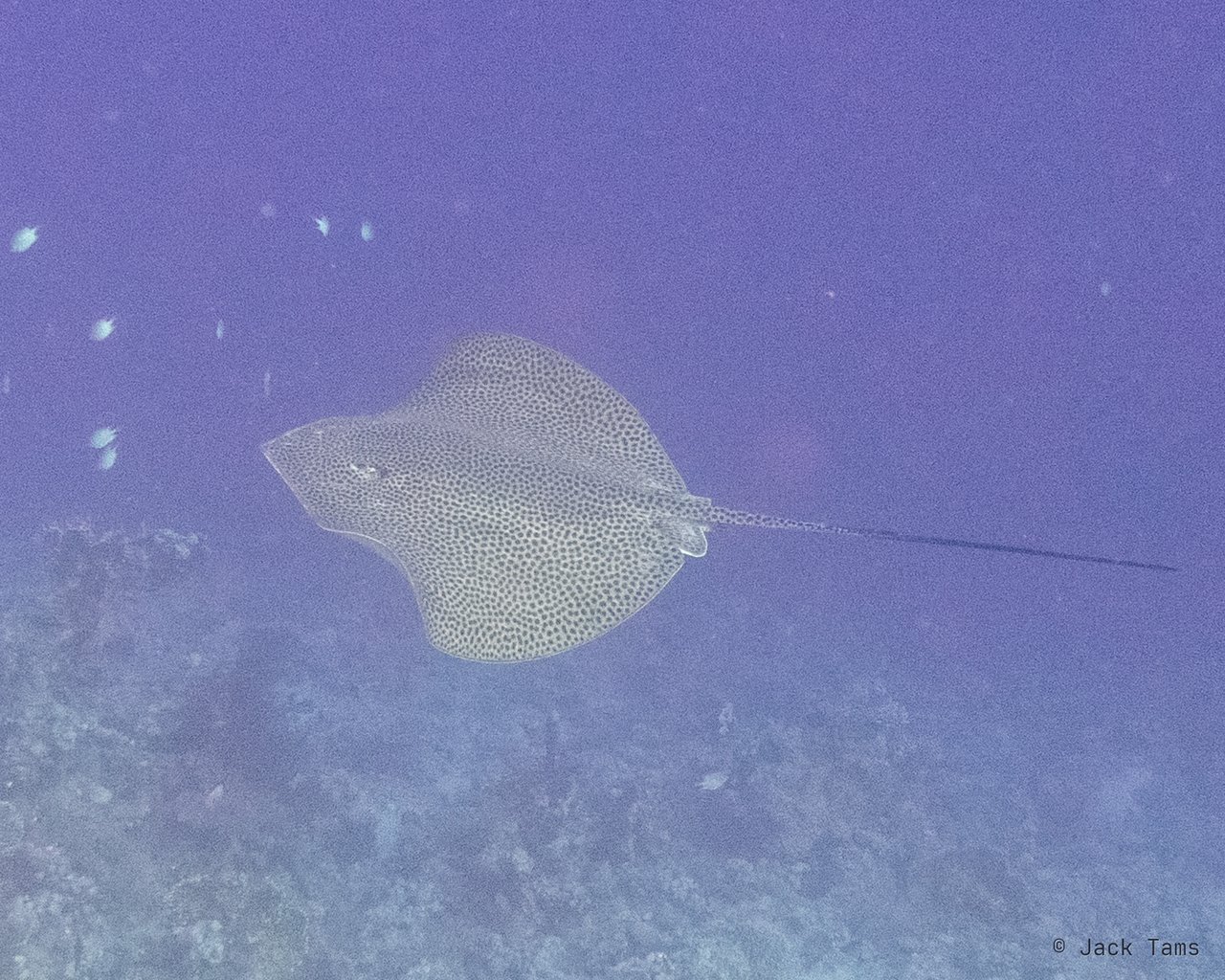 Ray over the reef