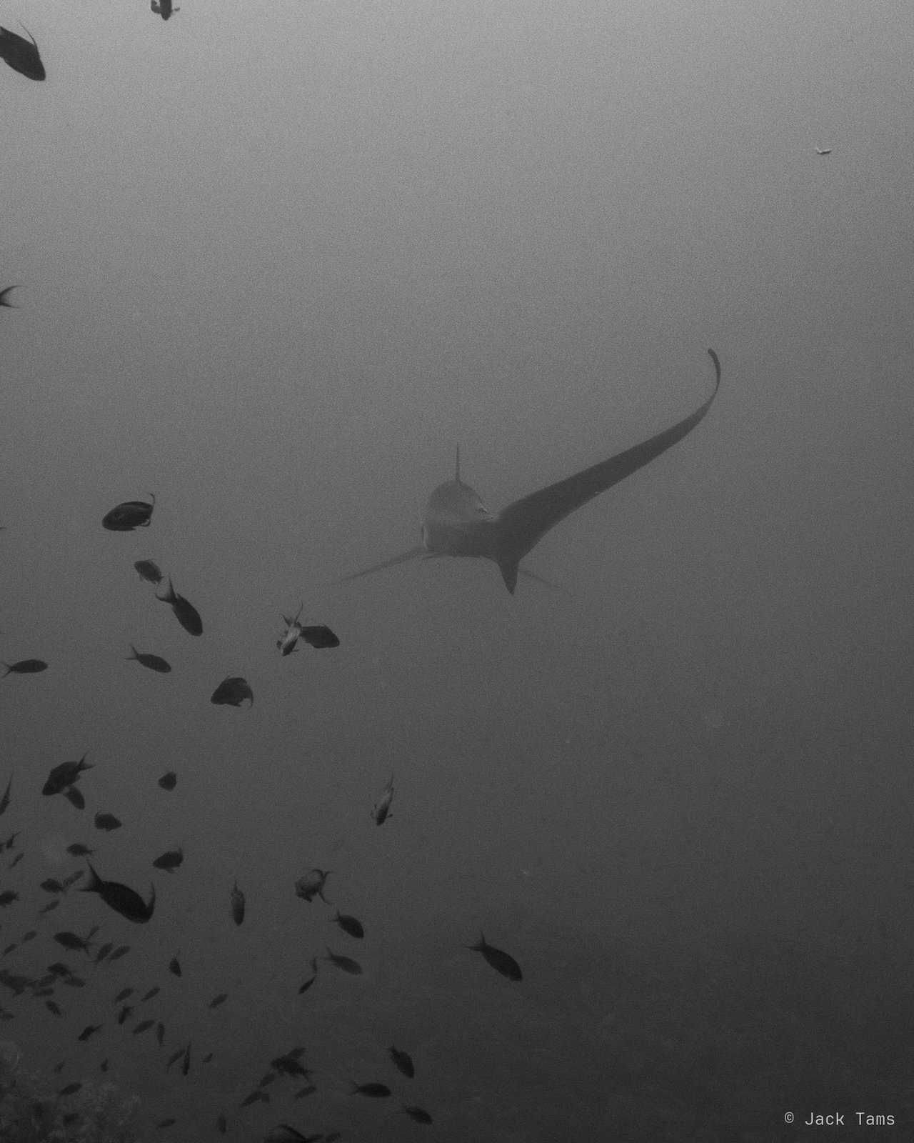 Thresher and fish