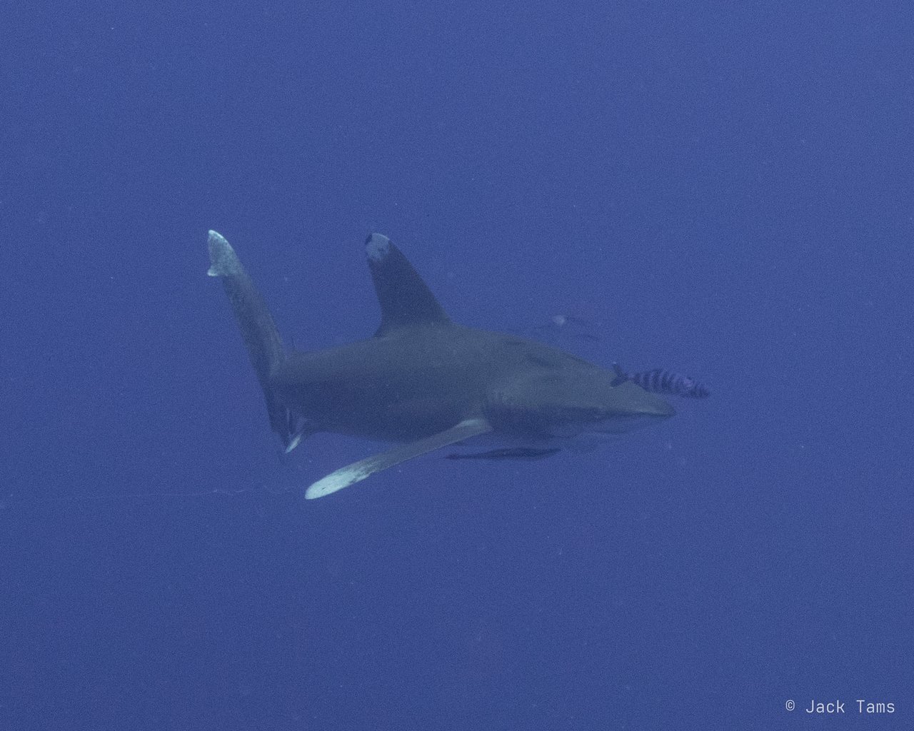 Oceanic whitetip