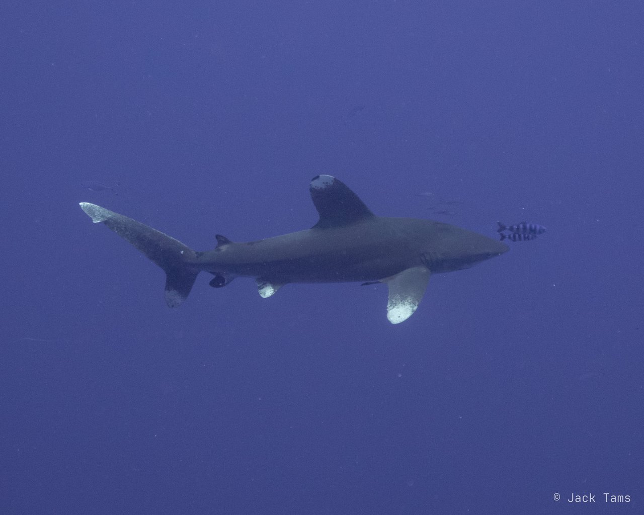 Longimanus
