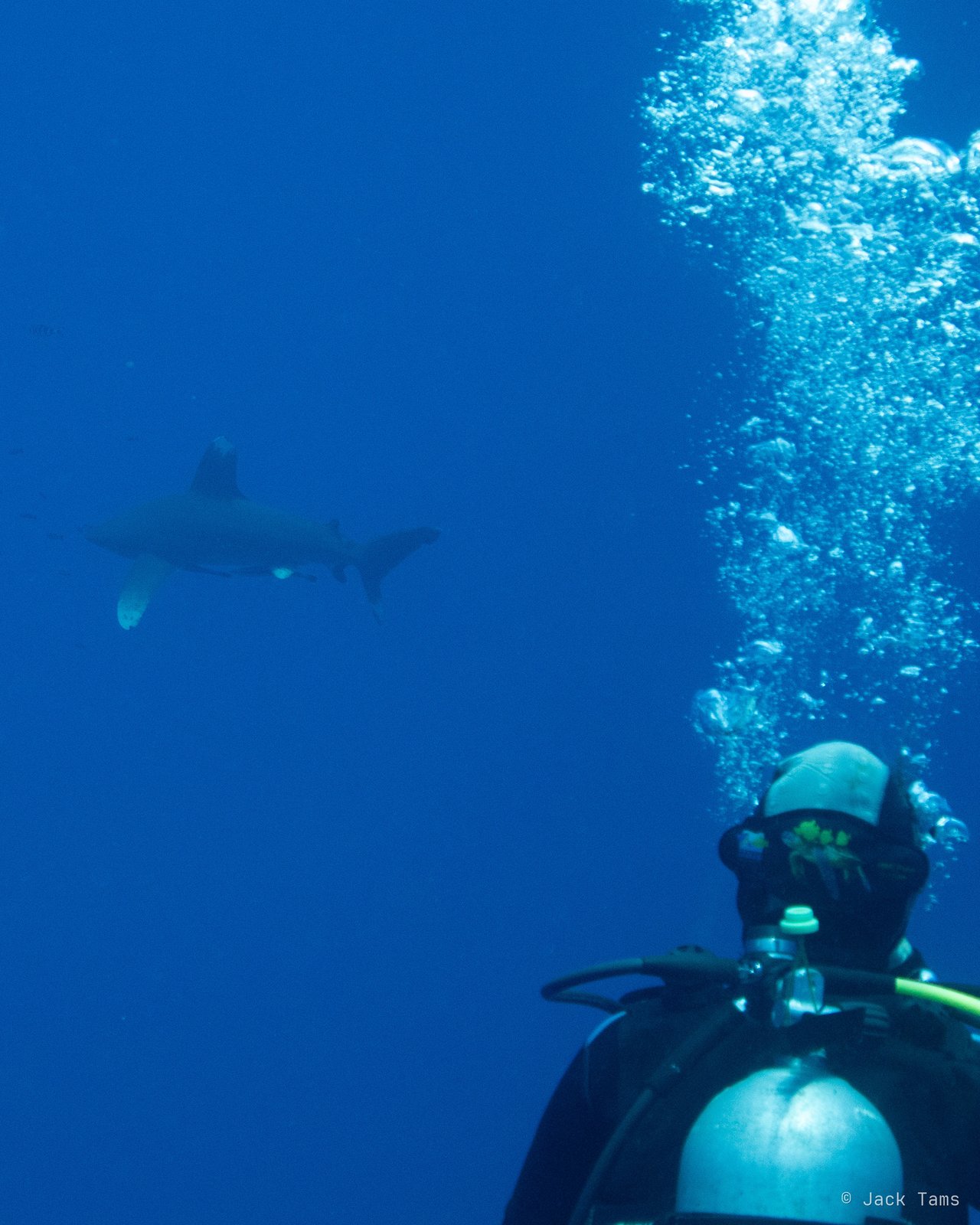 Whitetip and diver