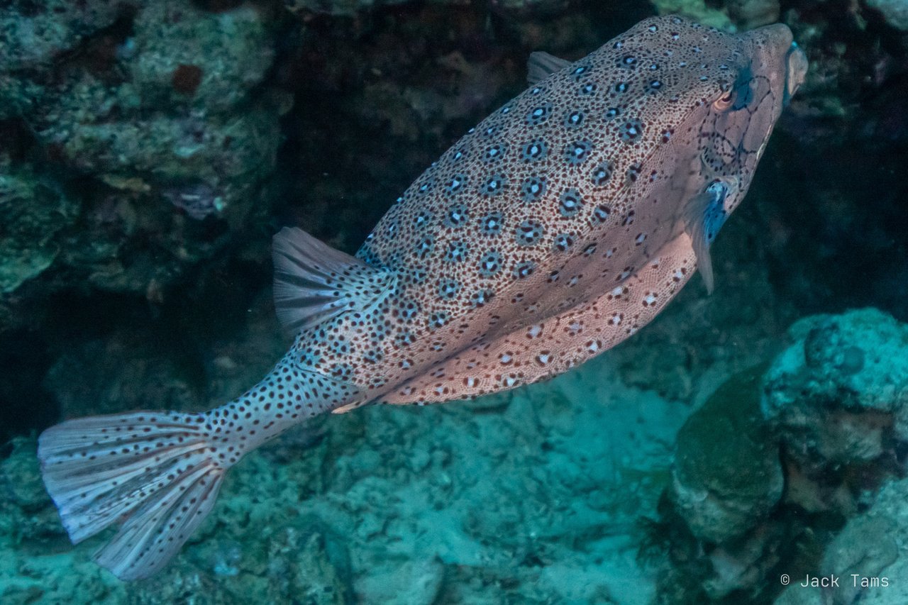 Boxfish