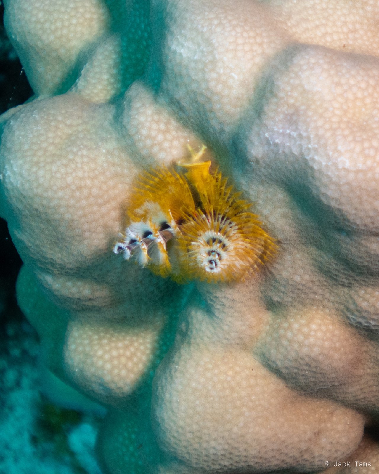 Christmas tree worm