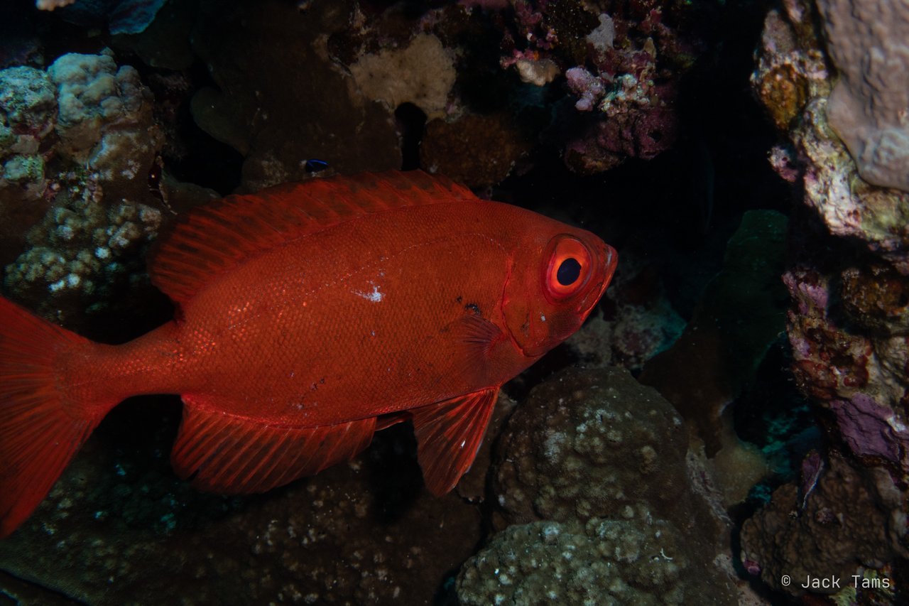 Bigeye