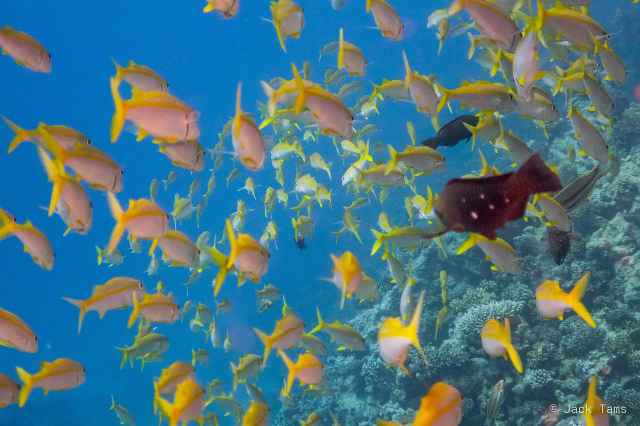 Anthias