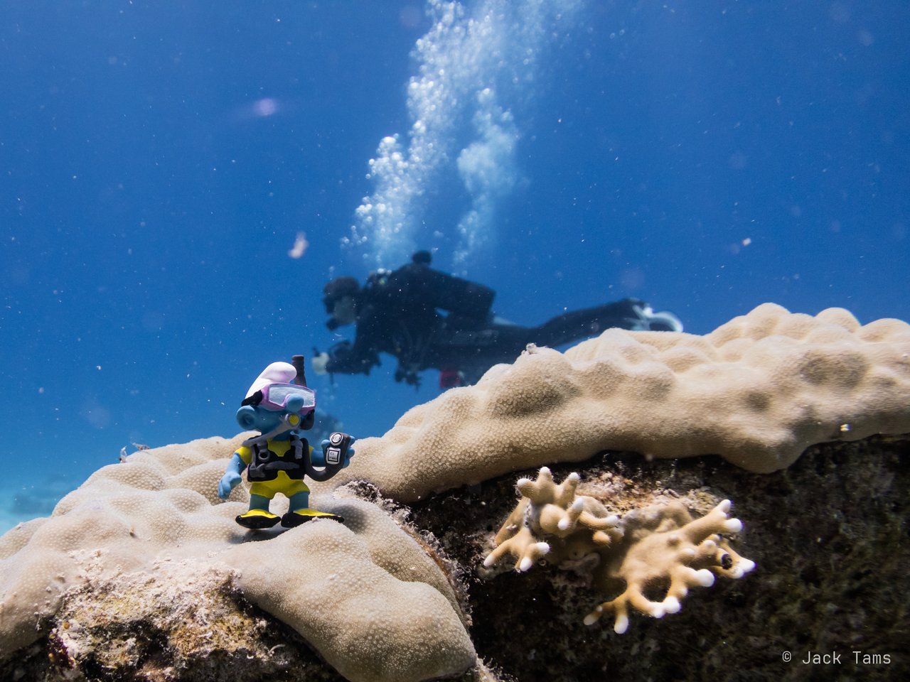 Dive buddy