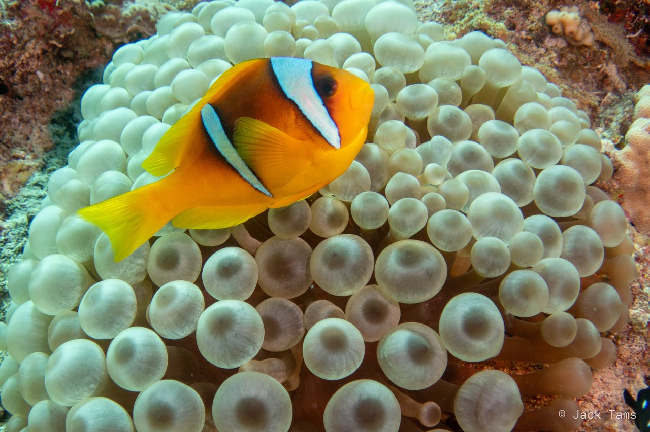 Red Sea anemonefish