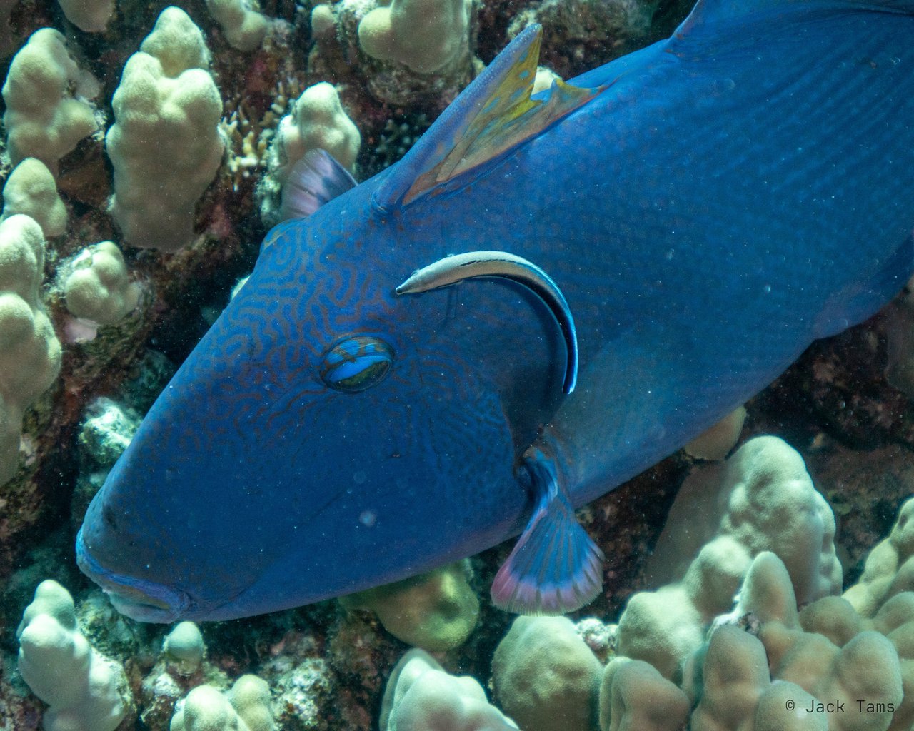 Triggerfish