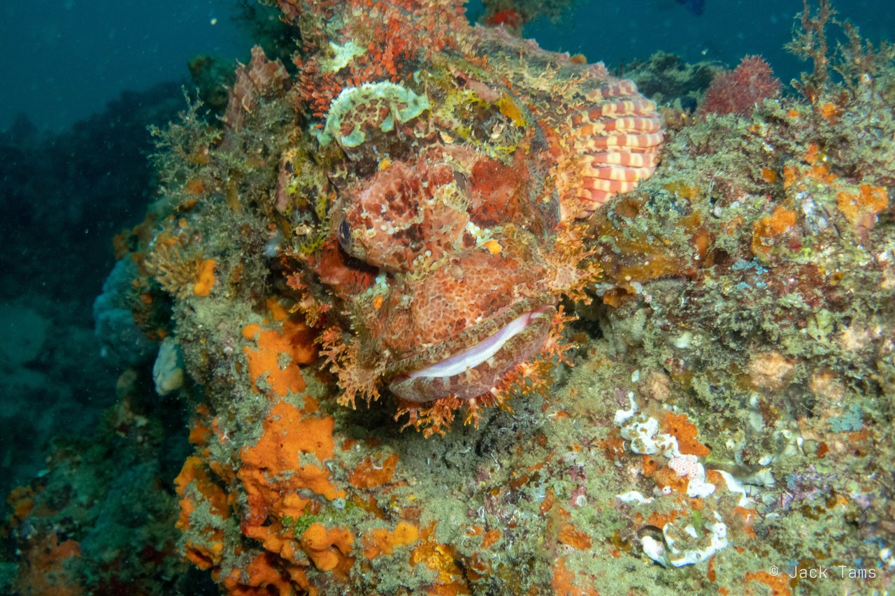 Scorpionfish
