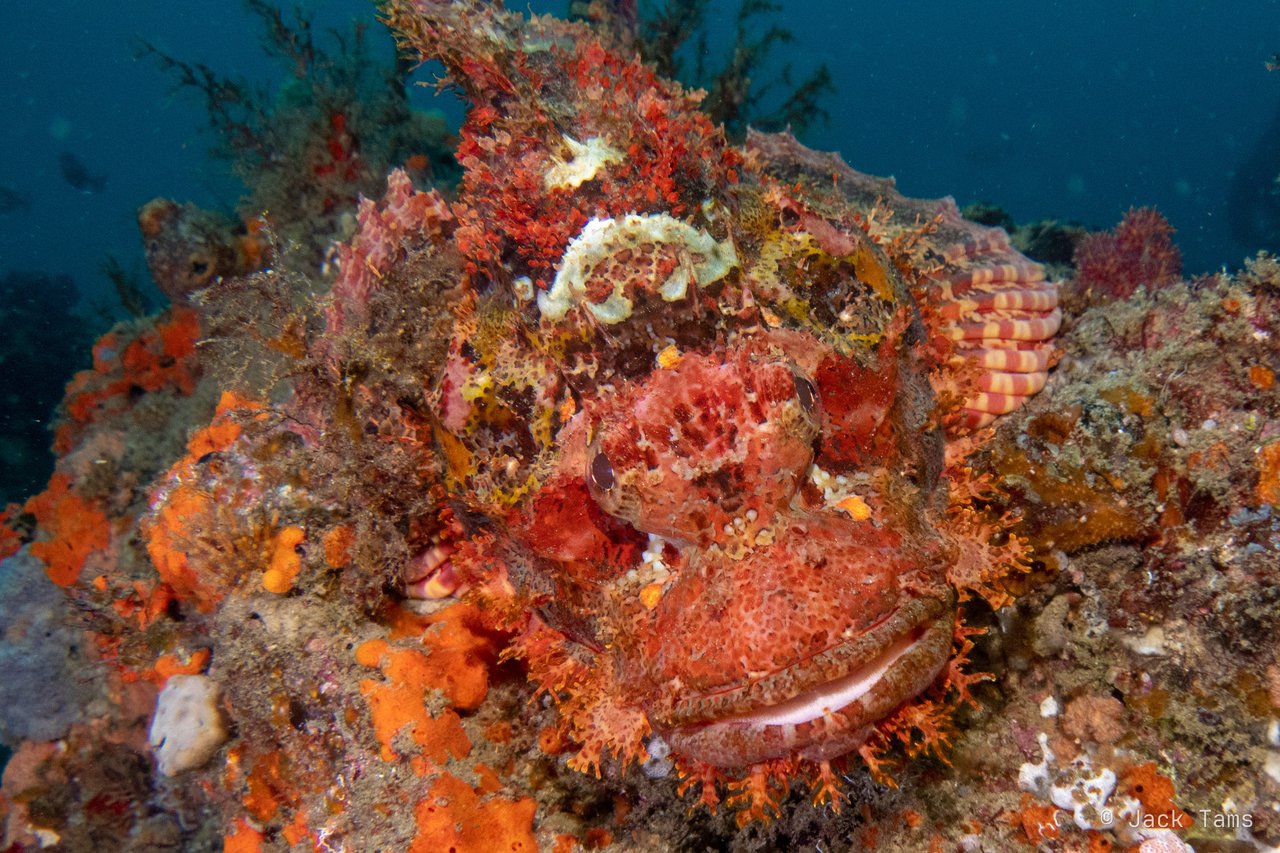 Spot the scorpionfish