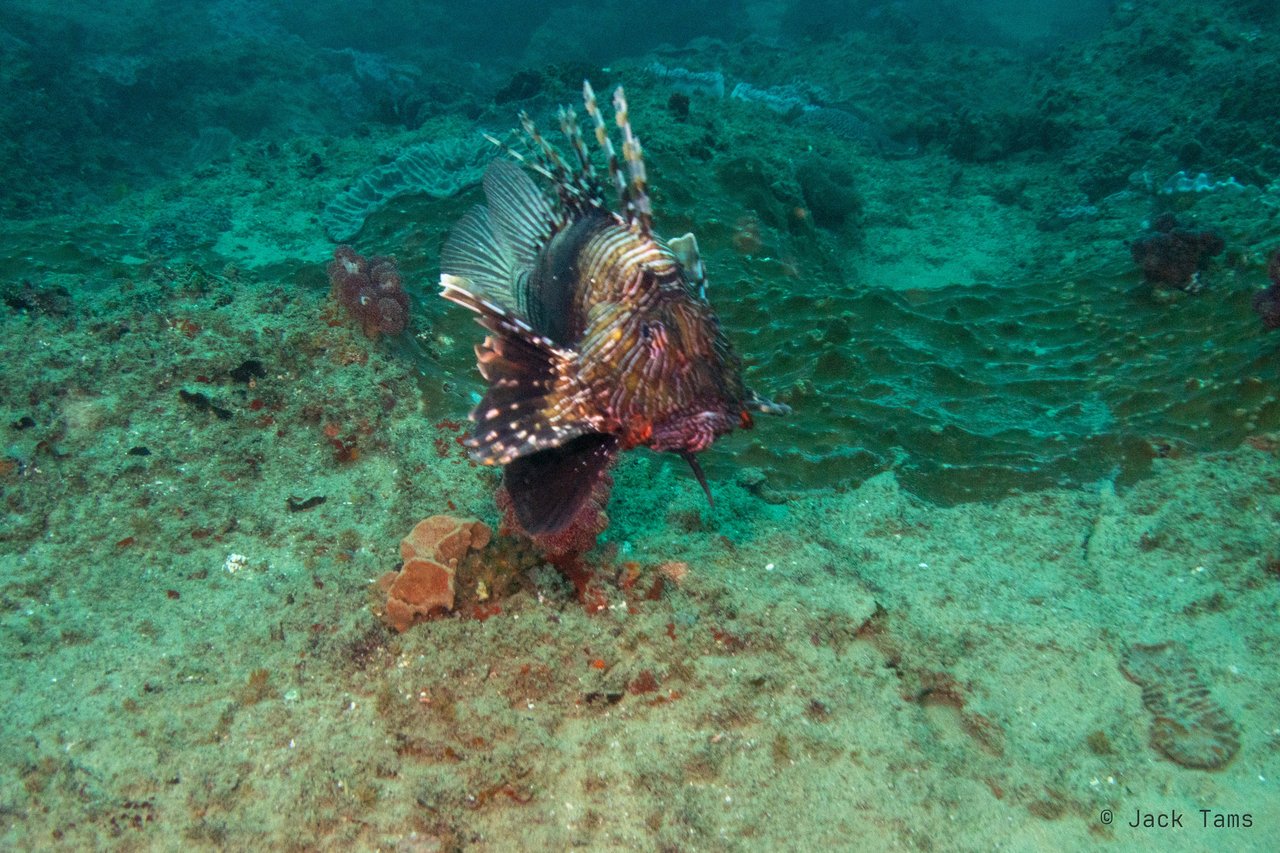 Lionfish