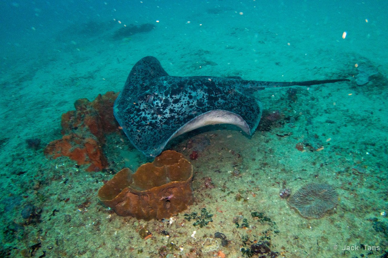 Stingray