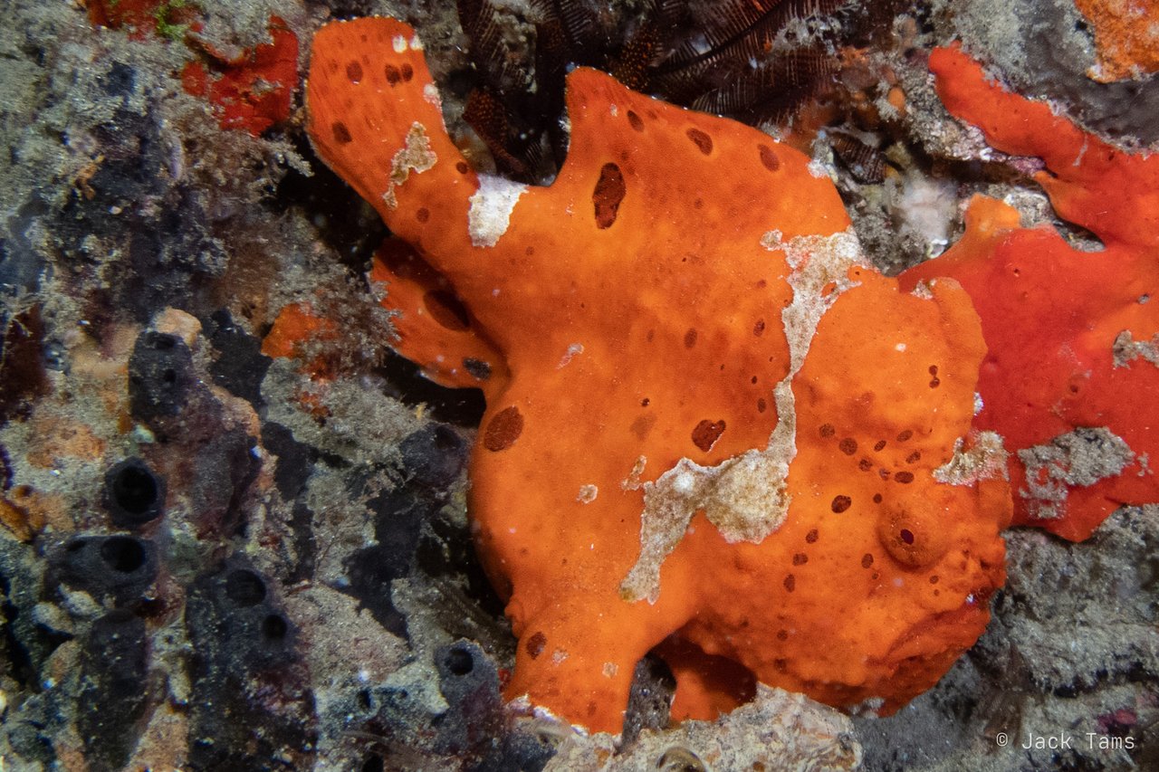 Orange frogfish