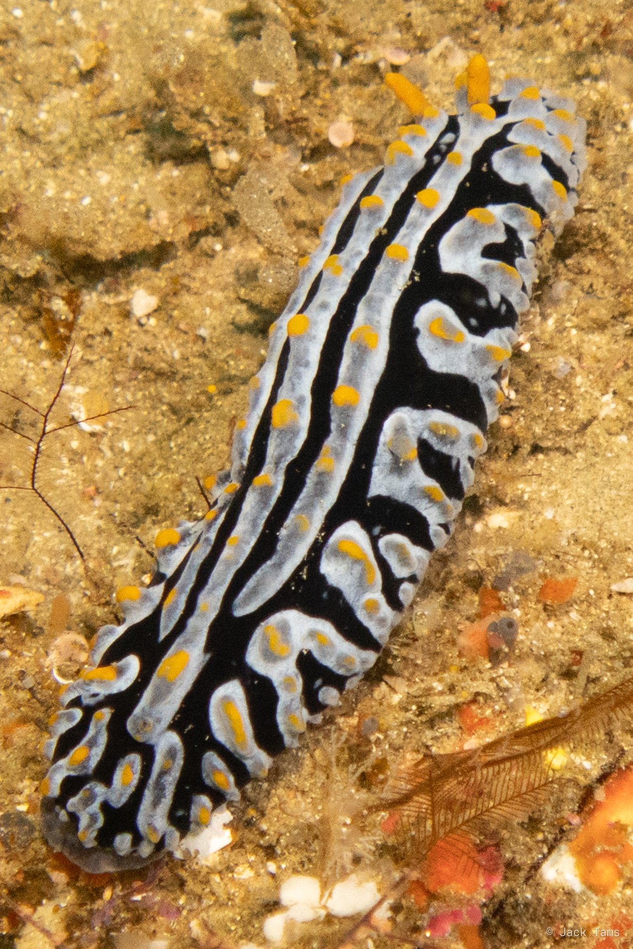 Nudibranch