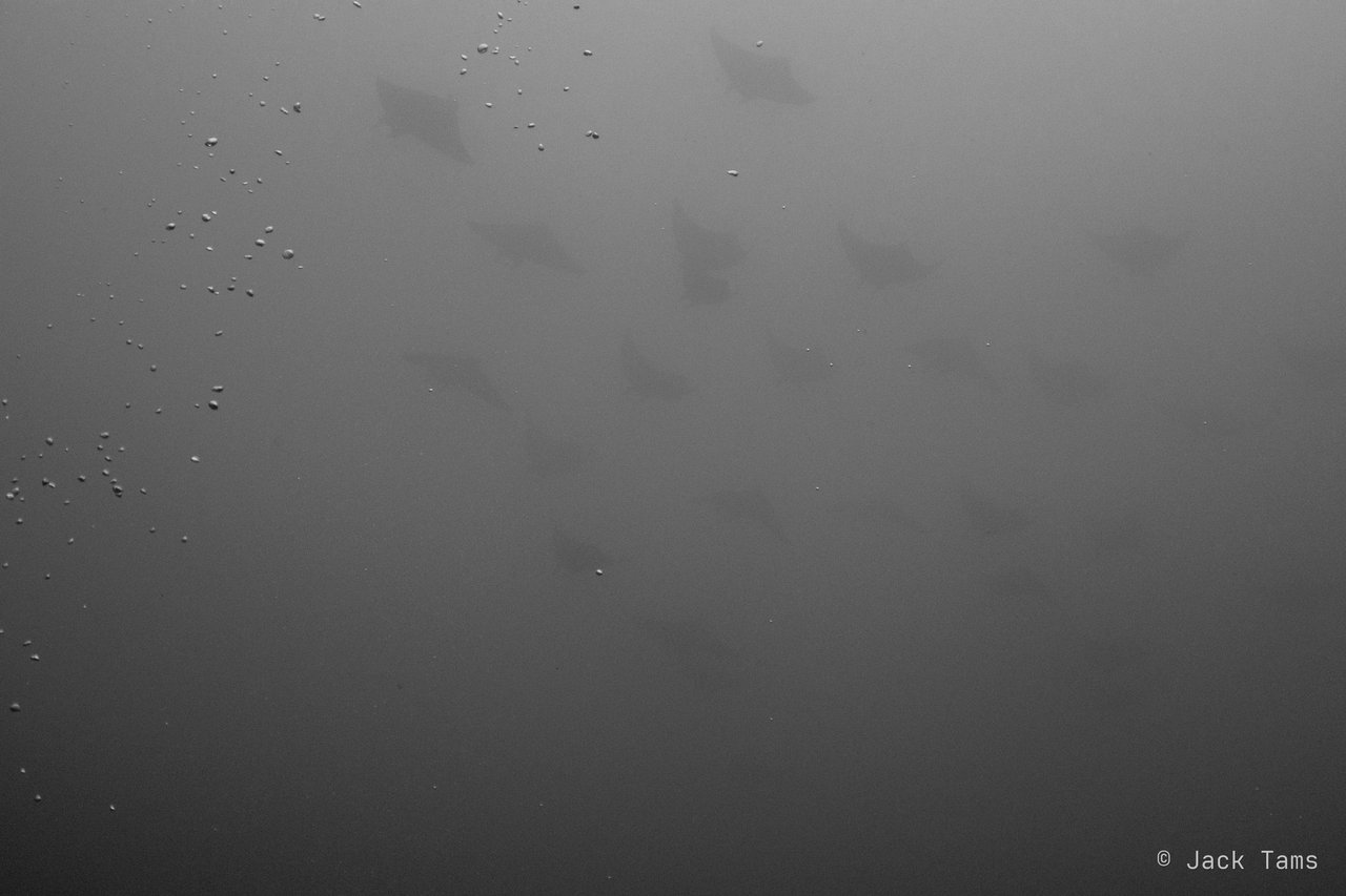 School of rays