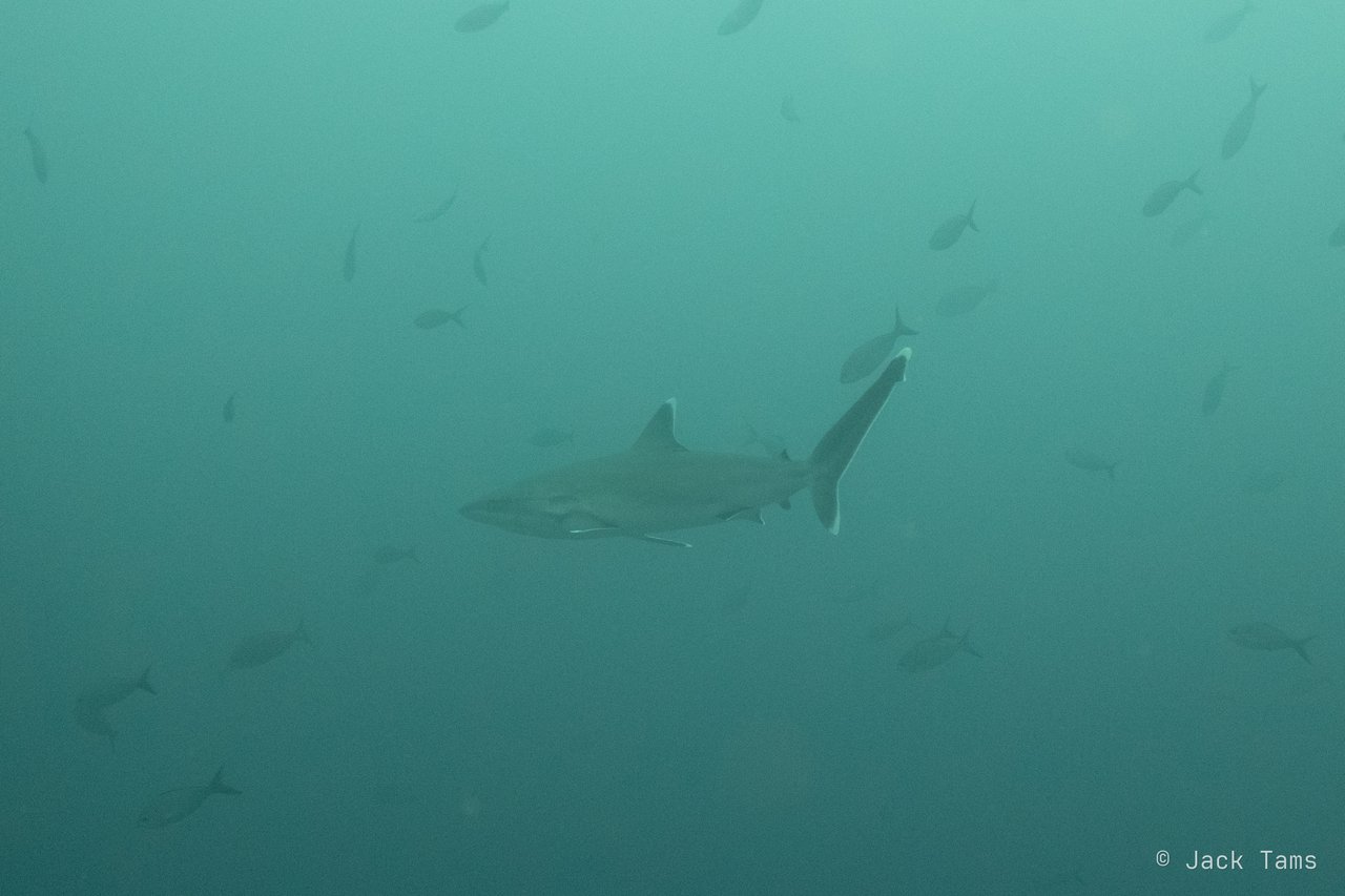 Shark in the green